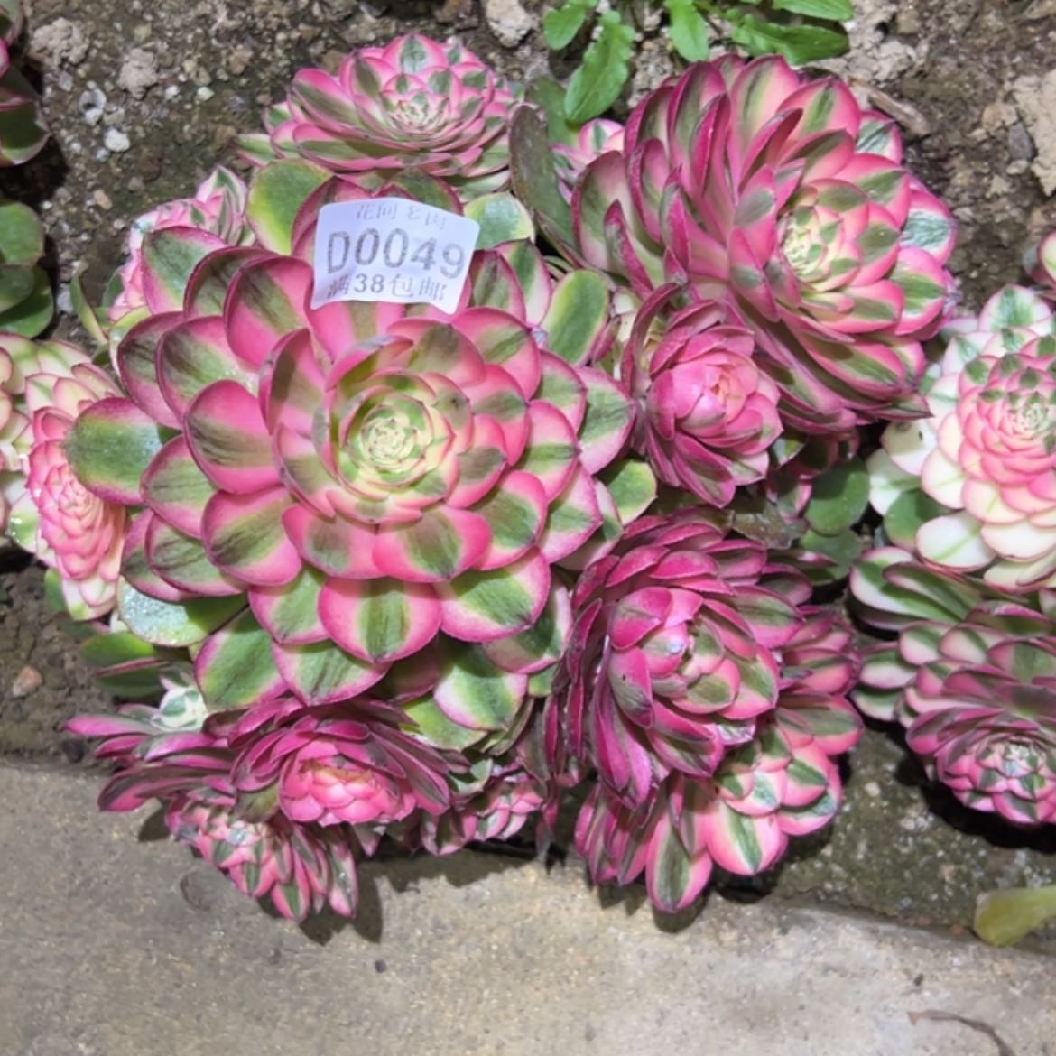 【闪购商品】海****谁049荔枝多肉