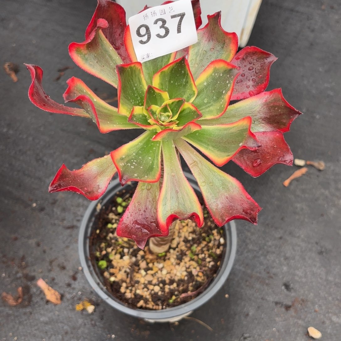 纠***伦无花朵937多肉法师发货