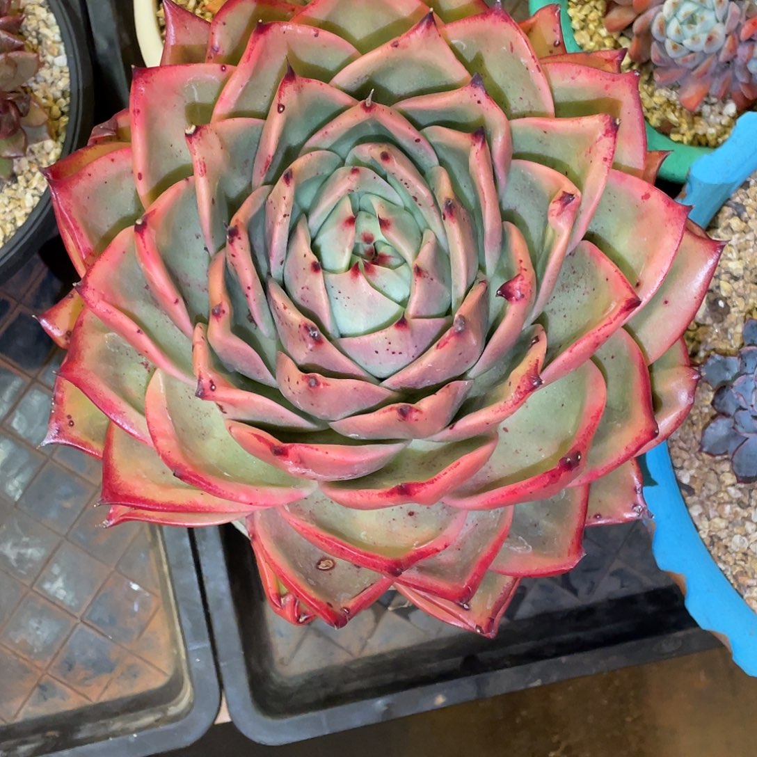 ****l多肉植物一物一拍