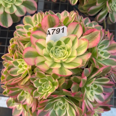 791玉姿22厘米左右