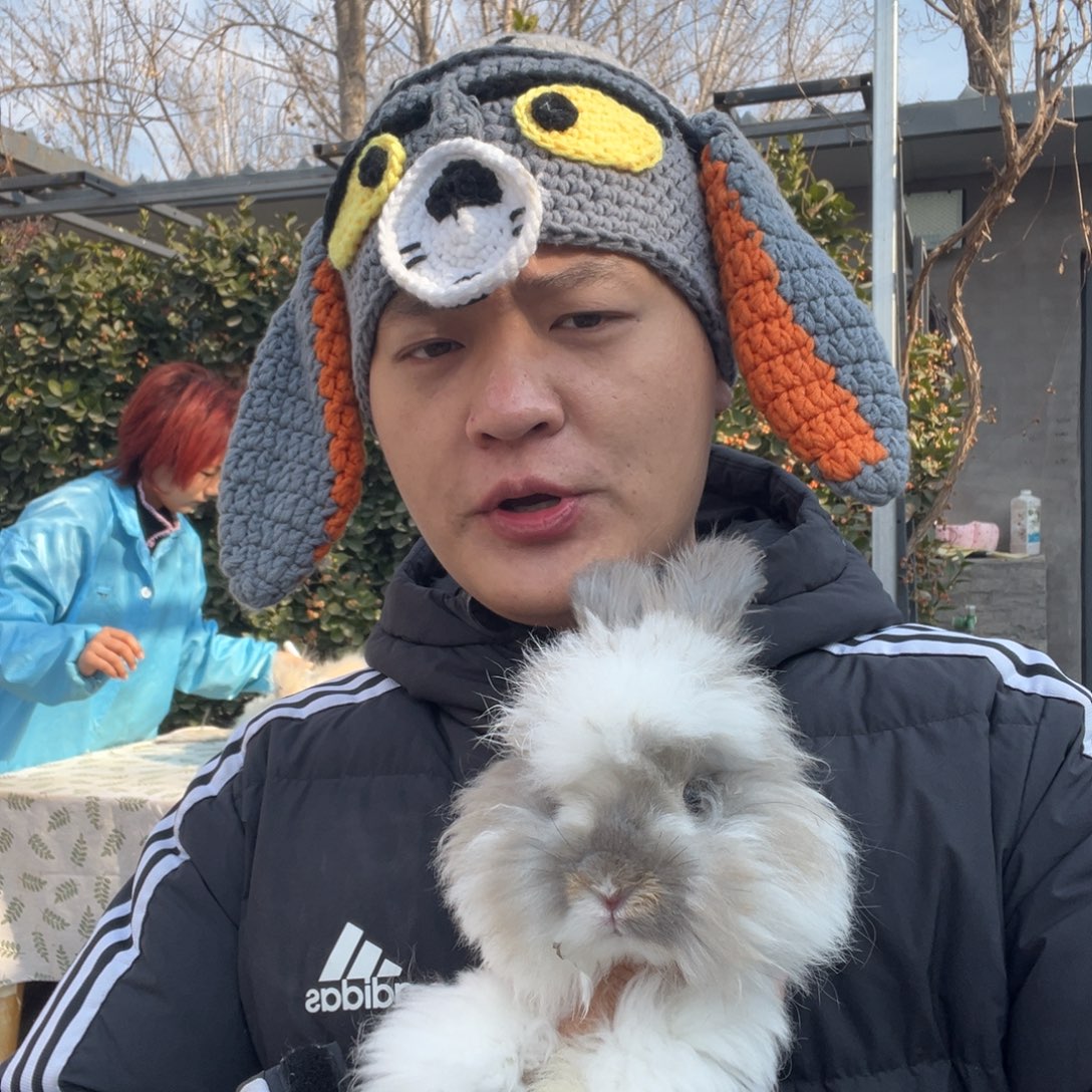 双血统英系安哥拉兔2