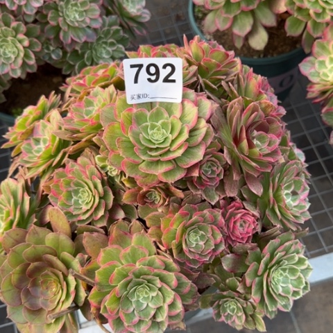 792莲花30厘米左右