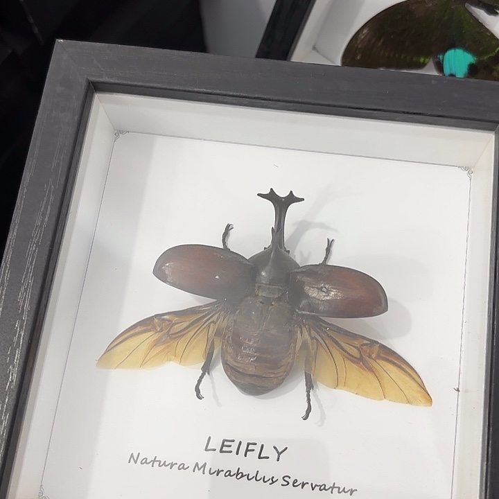 甲虫随机盲盒标本