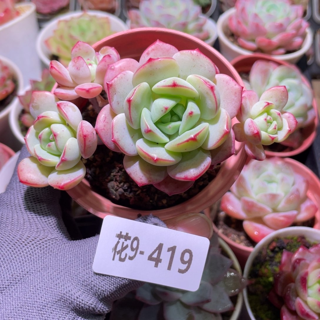 花利美9-419香草群