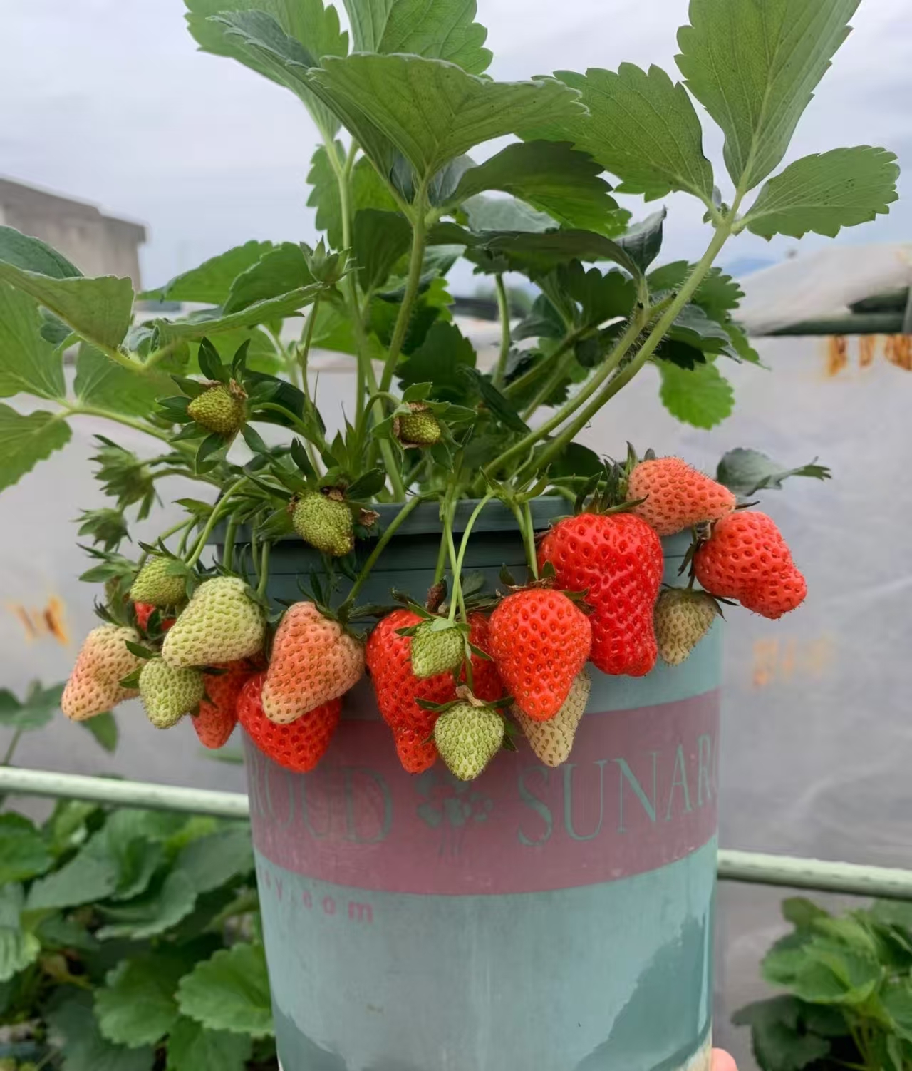 （奶油草莓）盆栽带花带果四季结果适合阳台庭院种植
