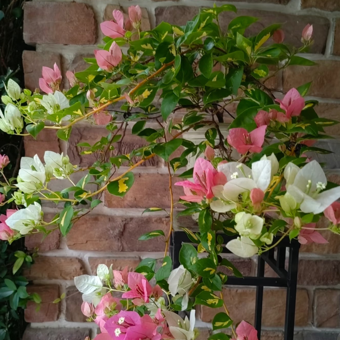 金心三角梅橙客厅好养花卉盆栽三角梅盆栽同安红三角梅