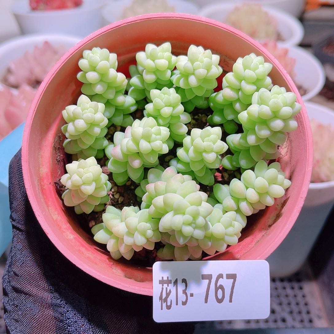 花利美13-767玉坠