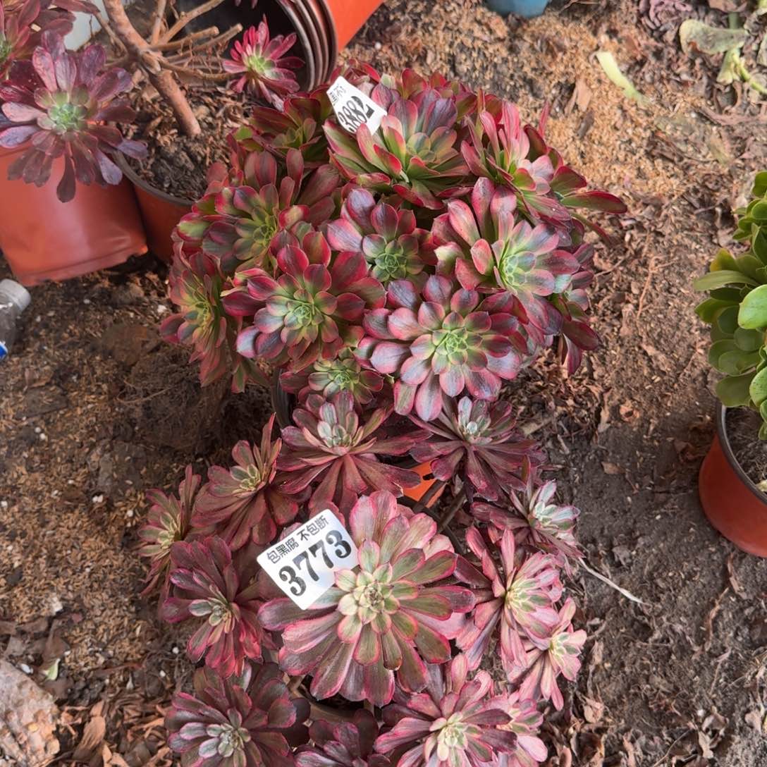 法师安娜 紫霞3773 19-13