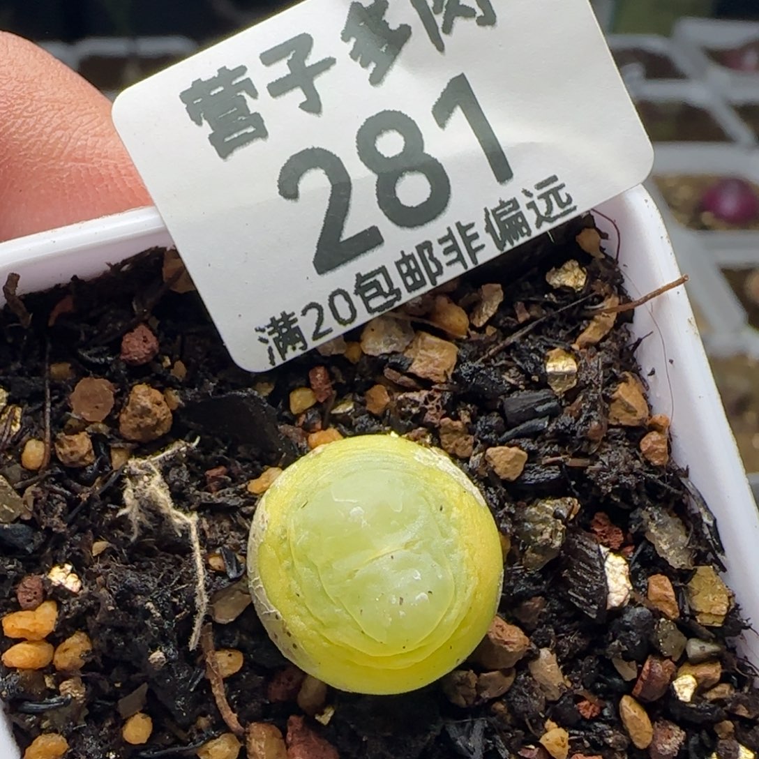 阳***光脱土。              