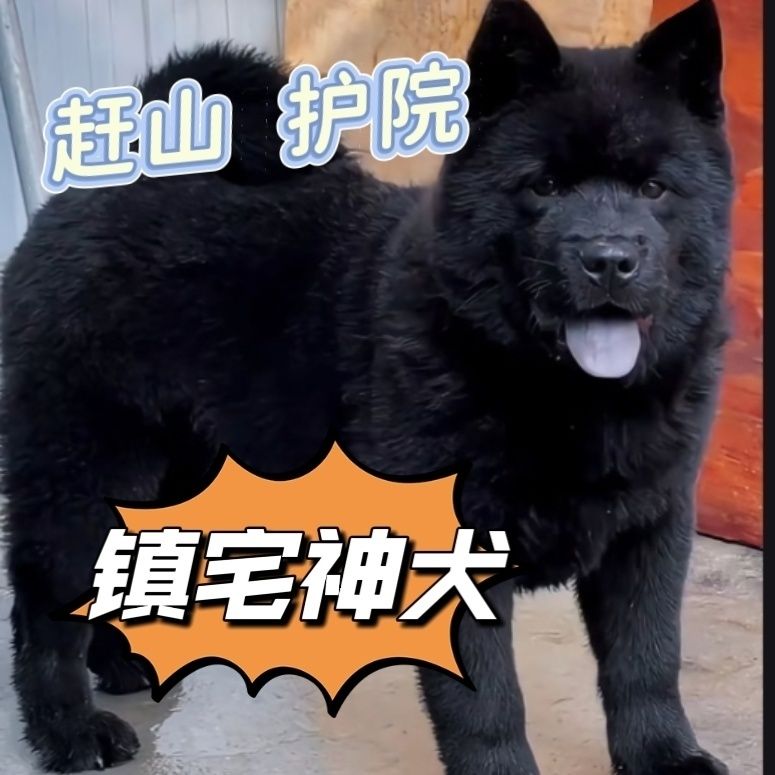 五黑犬幼犬巡山犬大骨架短毛土狗纯黑温顺狗看家护院看门狗唐狗狗