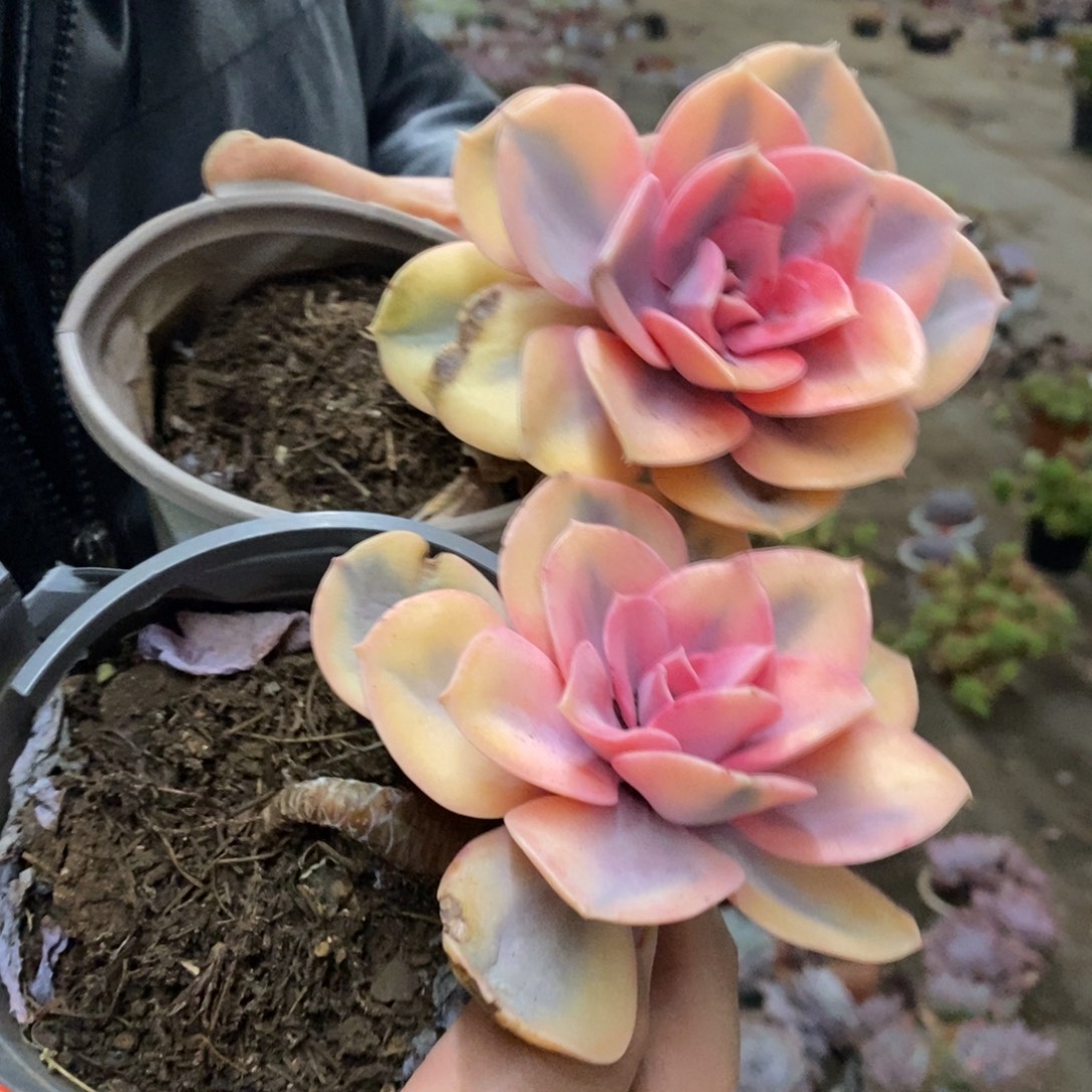 彩虹单头老桩两盆