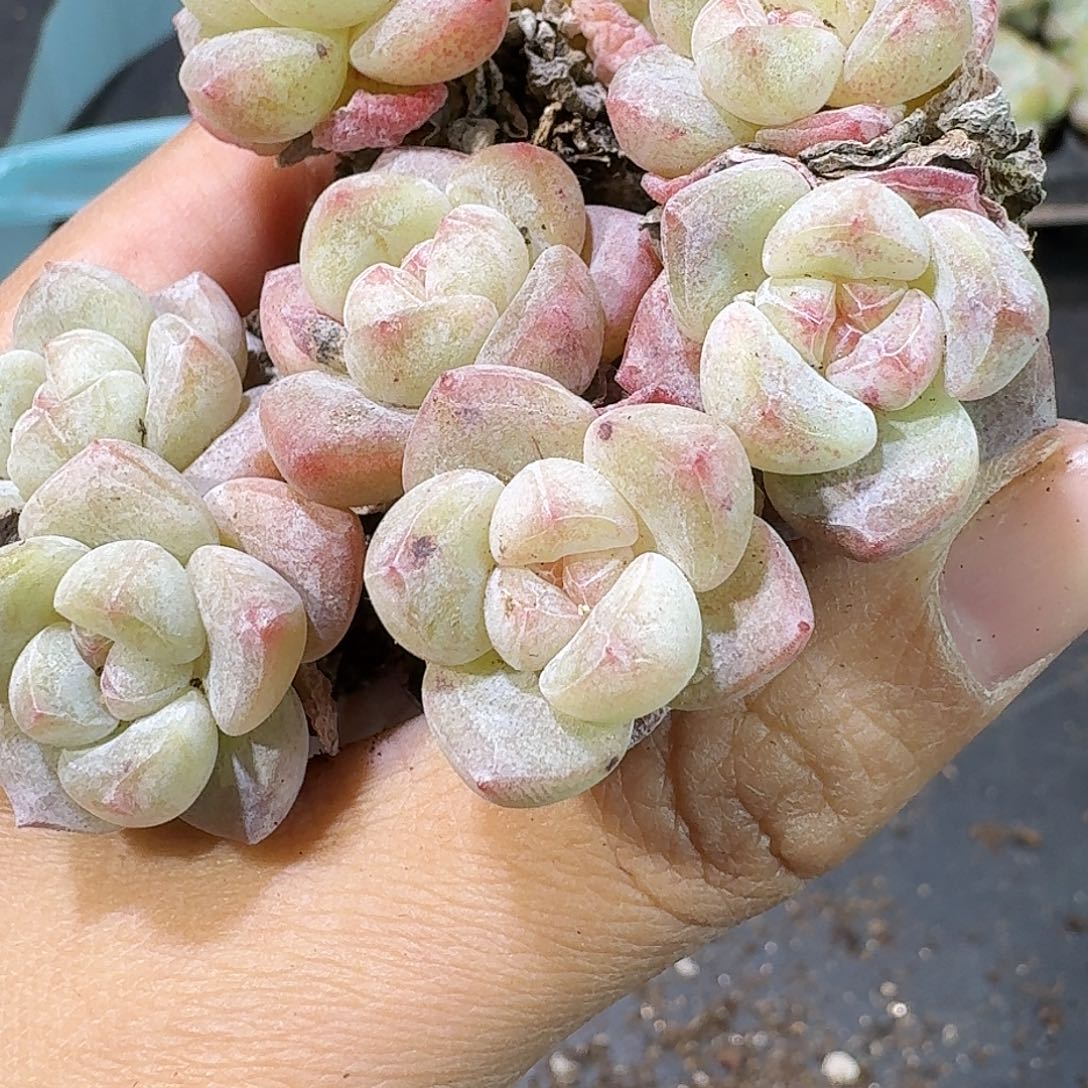 44号到手7颗，双头白冰