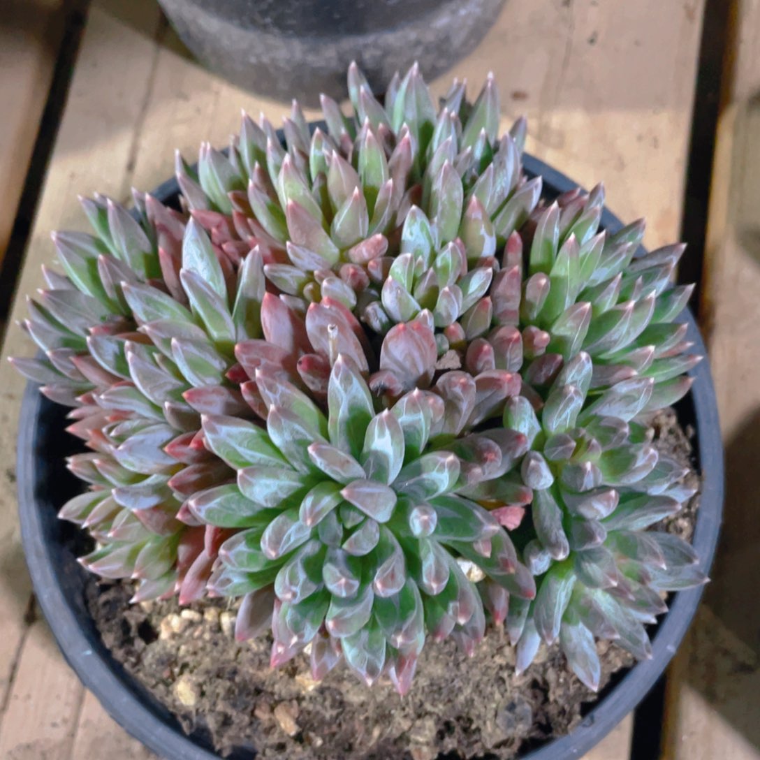 最***啊炫彩星多肉植物一棵