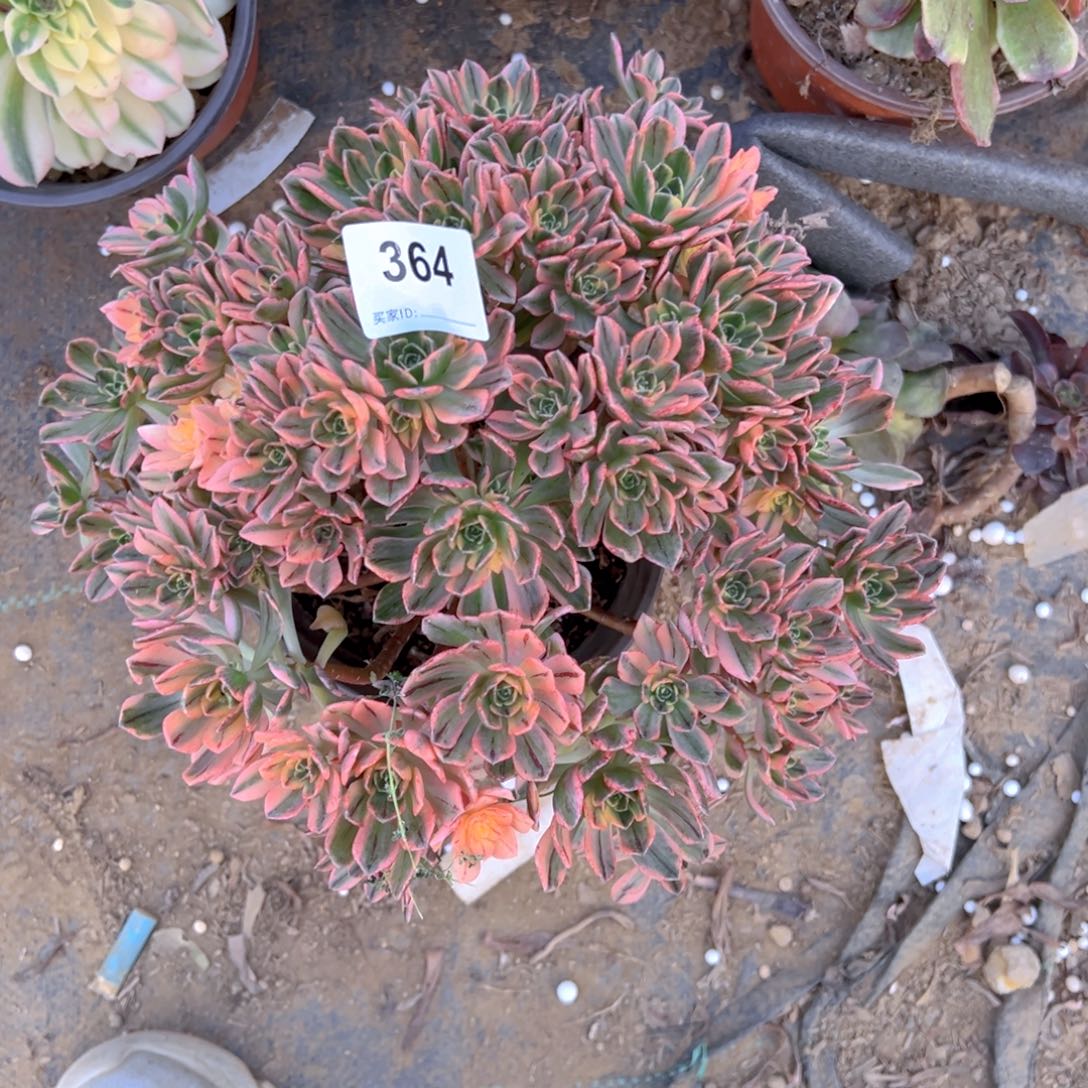 364甜茶多肉植物