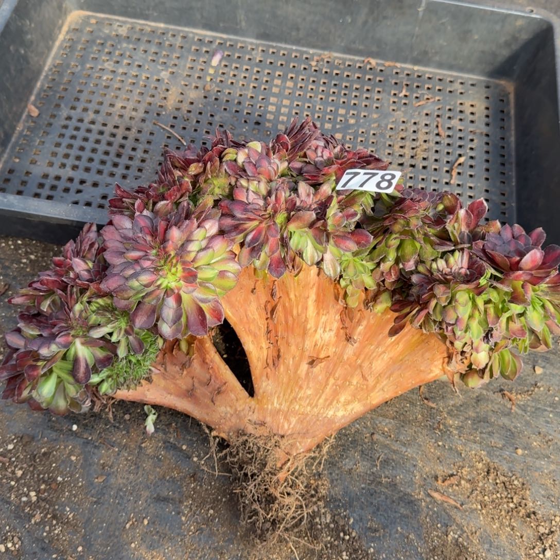 778多肉植物抹茶缀