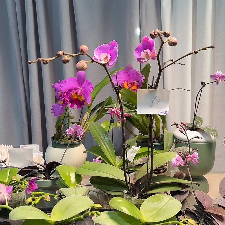 唐***糖大部分开放少量花苞64