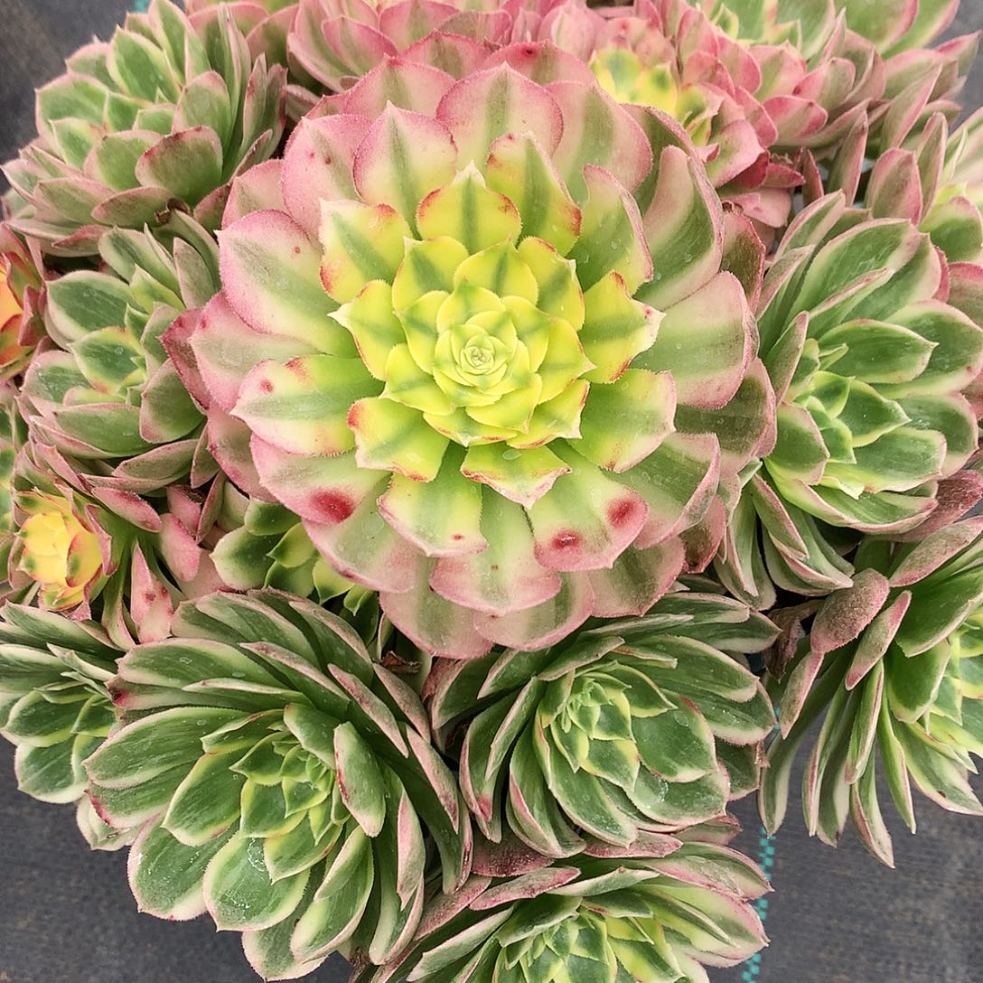 治***神完全开放法师123456