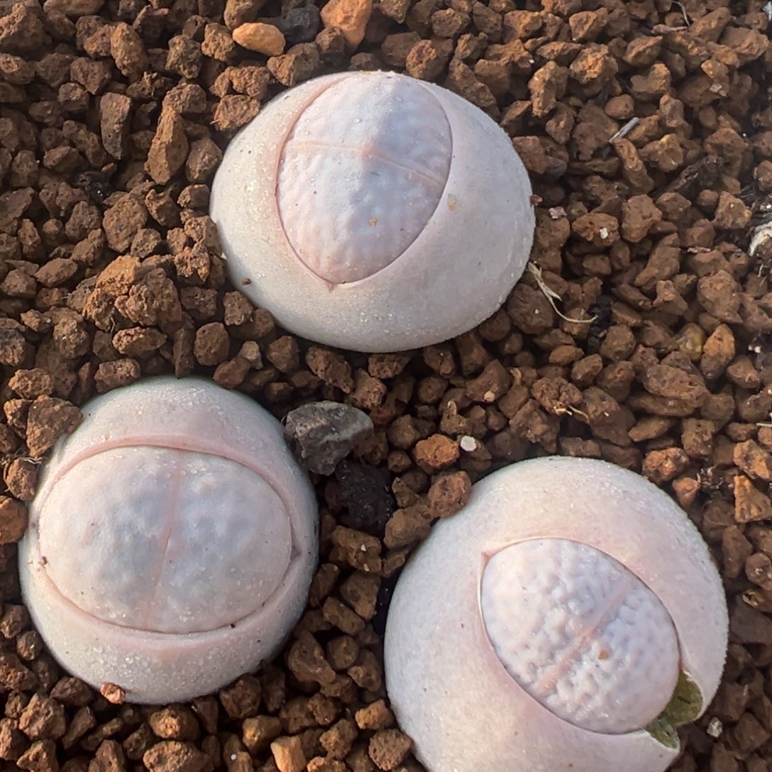 23多肉植物百科植物