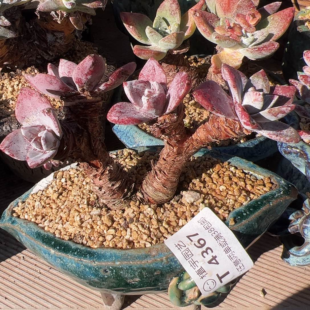 4367泡西弗洛拉苹果叶