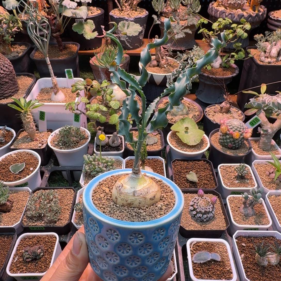 D C章鱼弹簧草888 仙人球