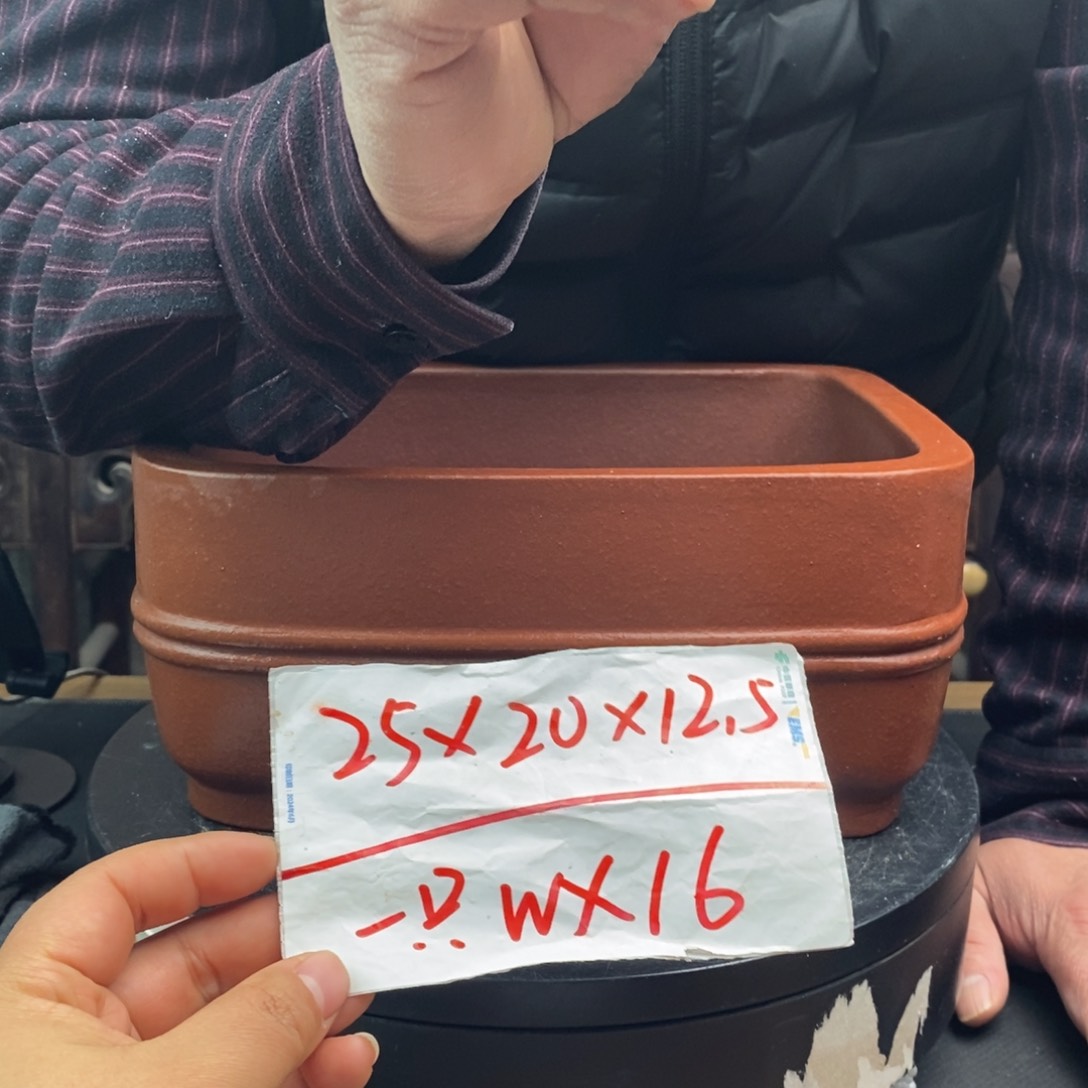 红陶货号一只WX16