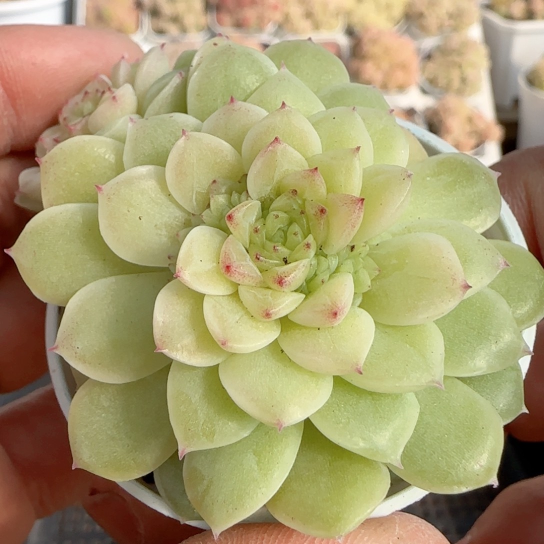 【闪购商品】0213-183优选麦杆