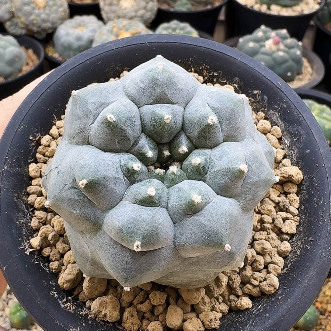 苗接自根肋骨海鲜w 6cm 06014