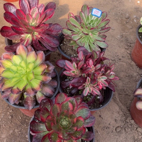 655多肉植物组合