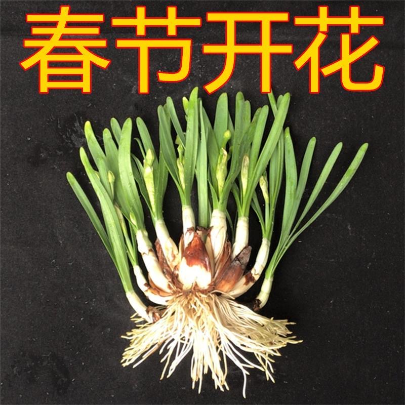 漳州水仙花水培八字切基地直发好养室内植物花卉