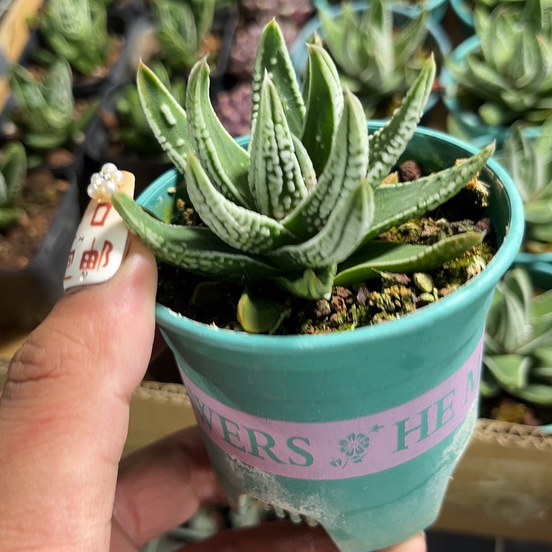 皇帝单头发货单头发