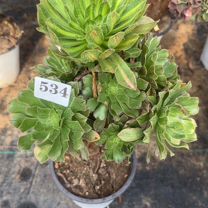 534碧螺春 两单包邮。       