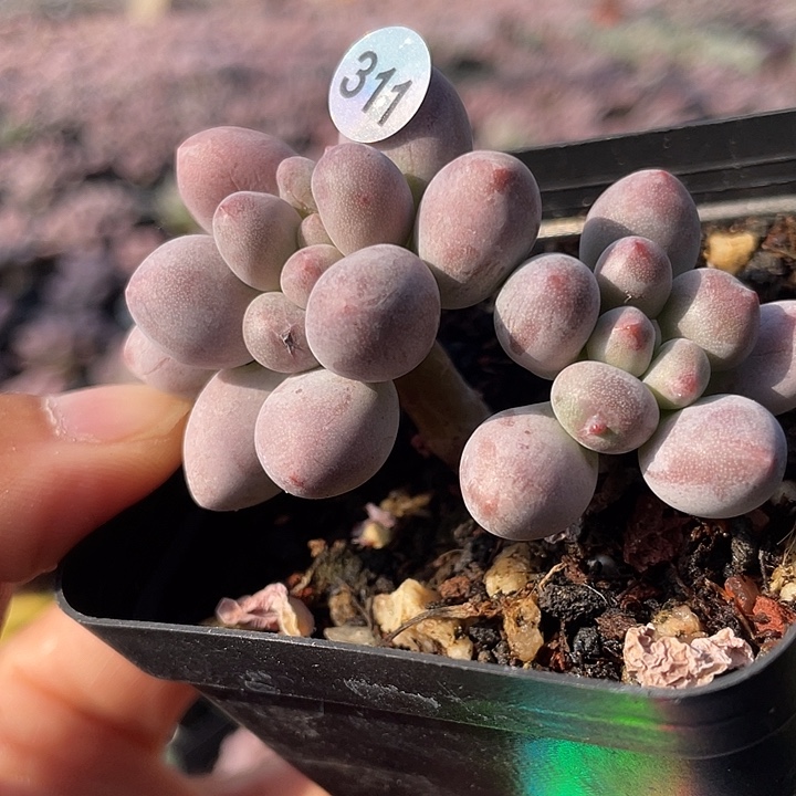 仙子奶酪多肉植物