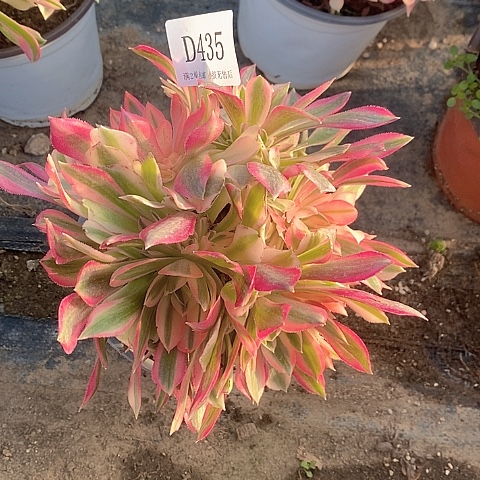 435女神拉丝多肉母本无售后