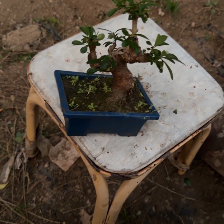 上***备无花朵卖倒买倒卖的大门