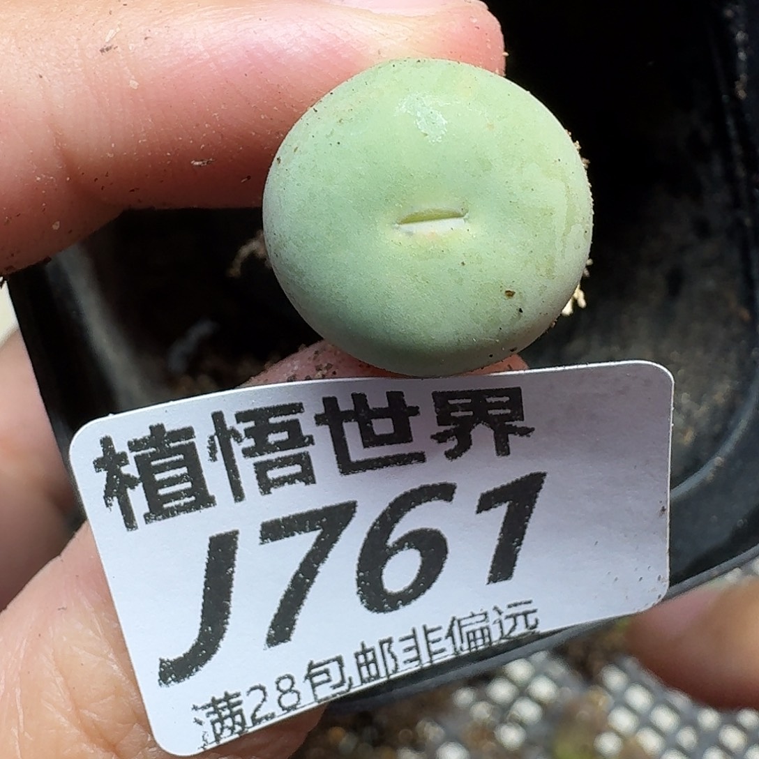多人jjk多肉植物的人生