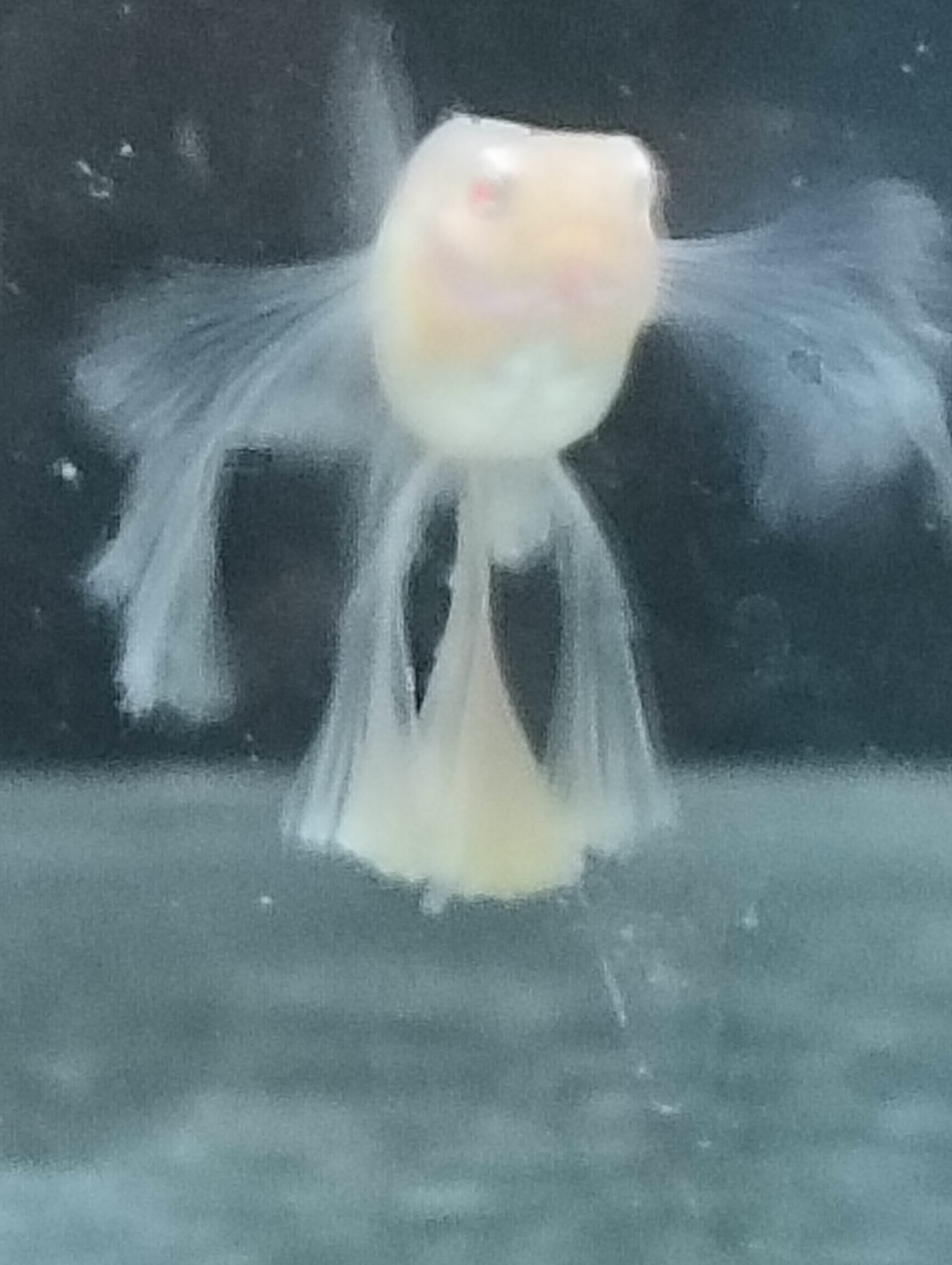 孔雀鱼热带观赏鱼好养耐活适合新手