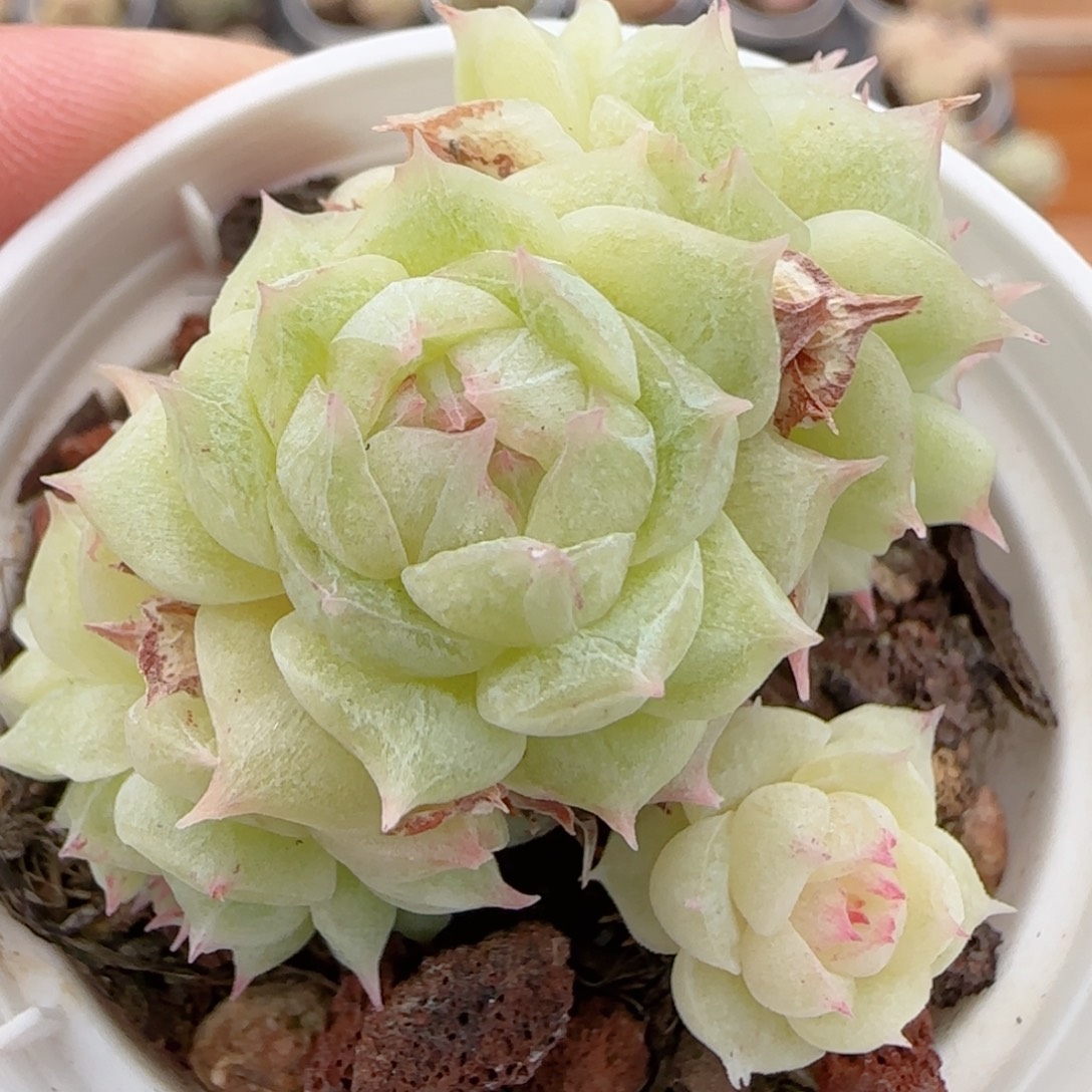 花语多肉1223-225散