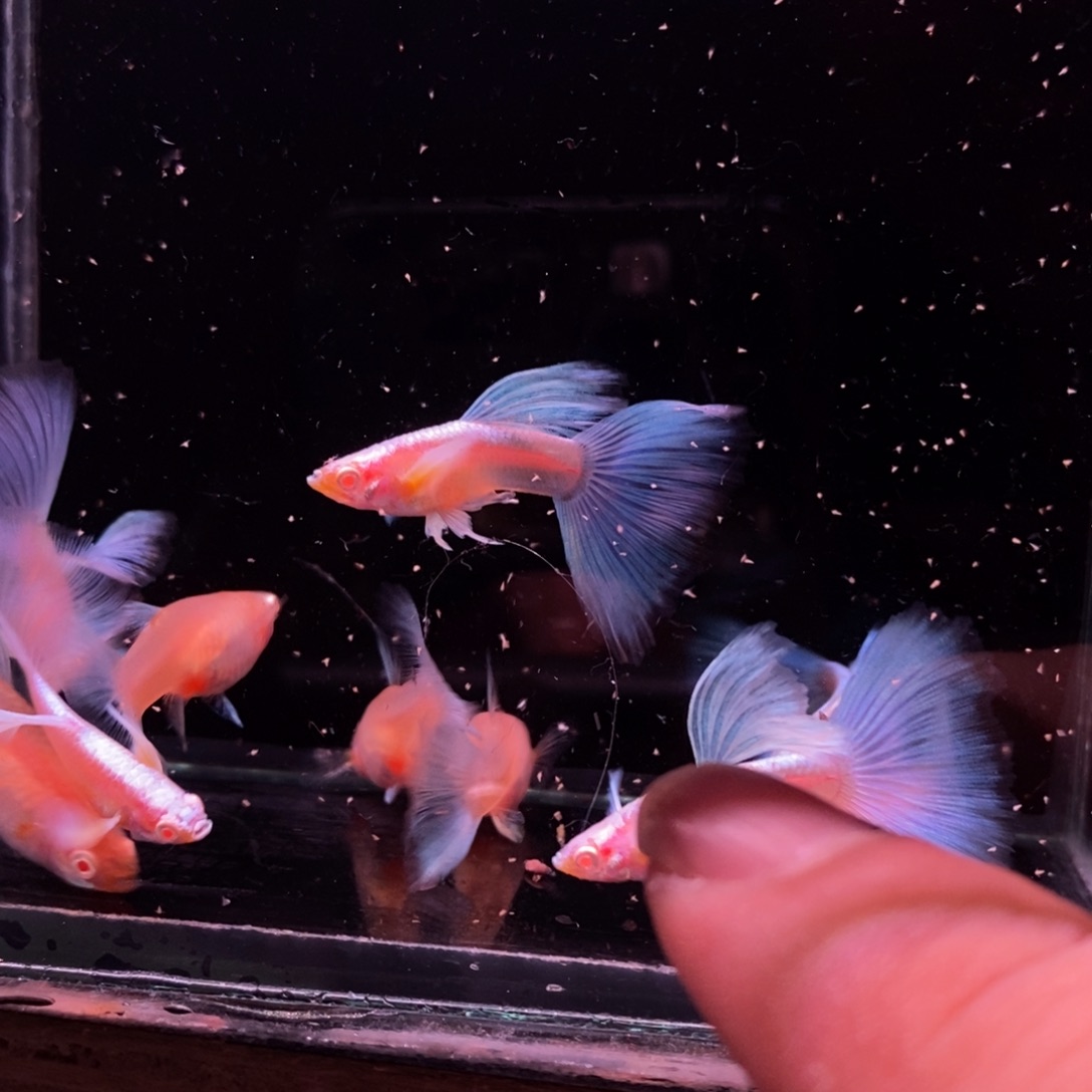 海***酱孔雀鱼蓝色飞船五对