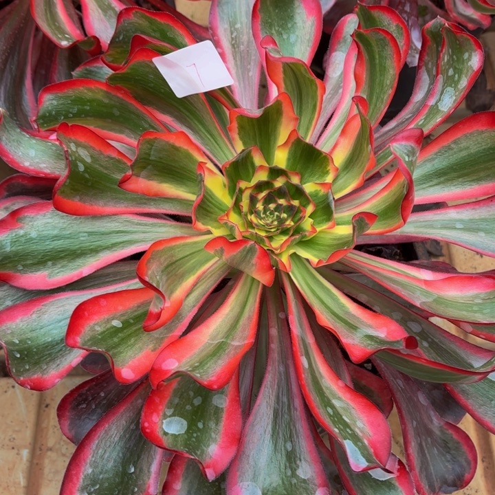 水****云南红魔女好看7号