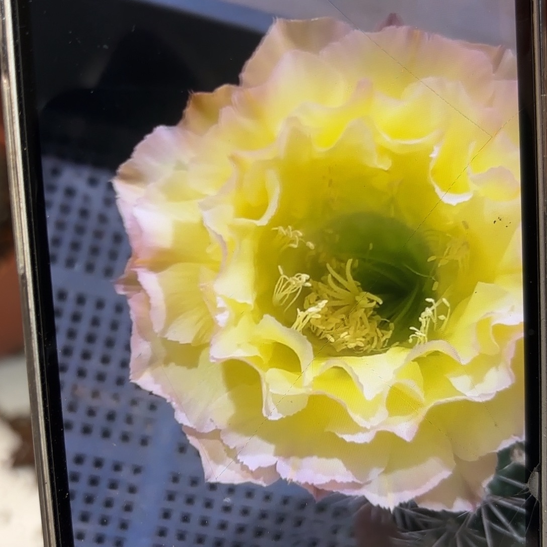 彩草青青蛋挞8-8.5公分左右