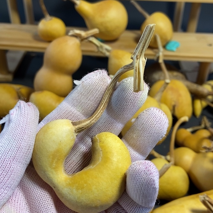 心***安葫芦葫芦真的