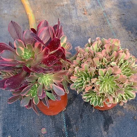 329金丝白凤多肉