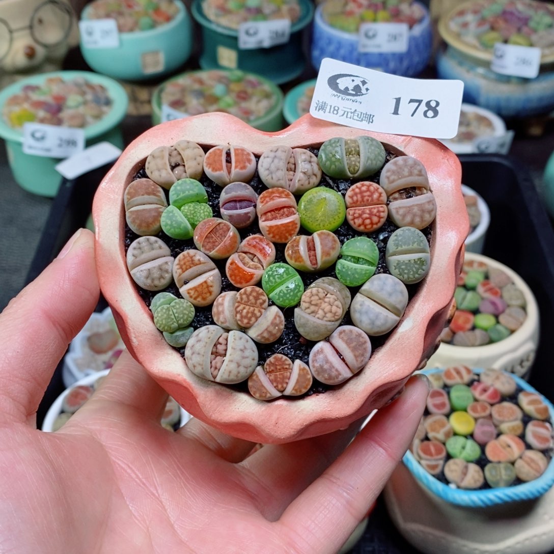 生石花花花花花178