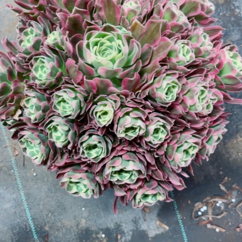 多肉植物雨花石锦。