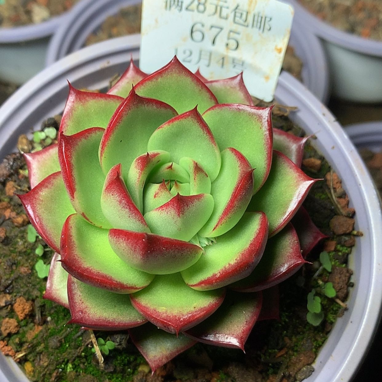 【闪购商品】云675号