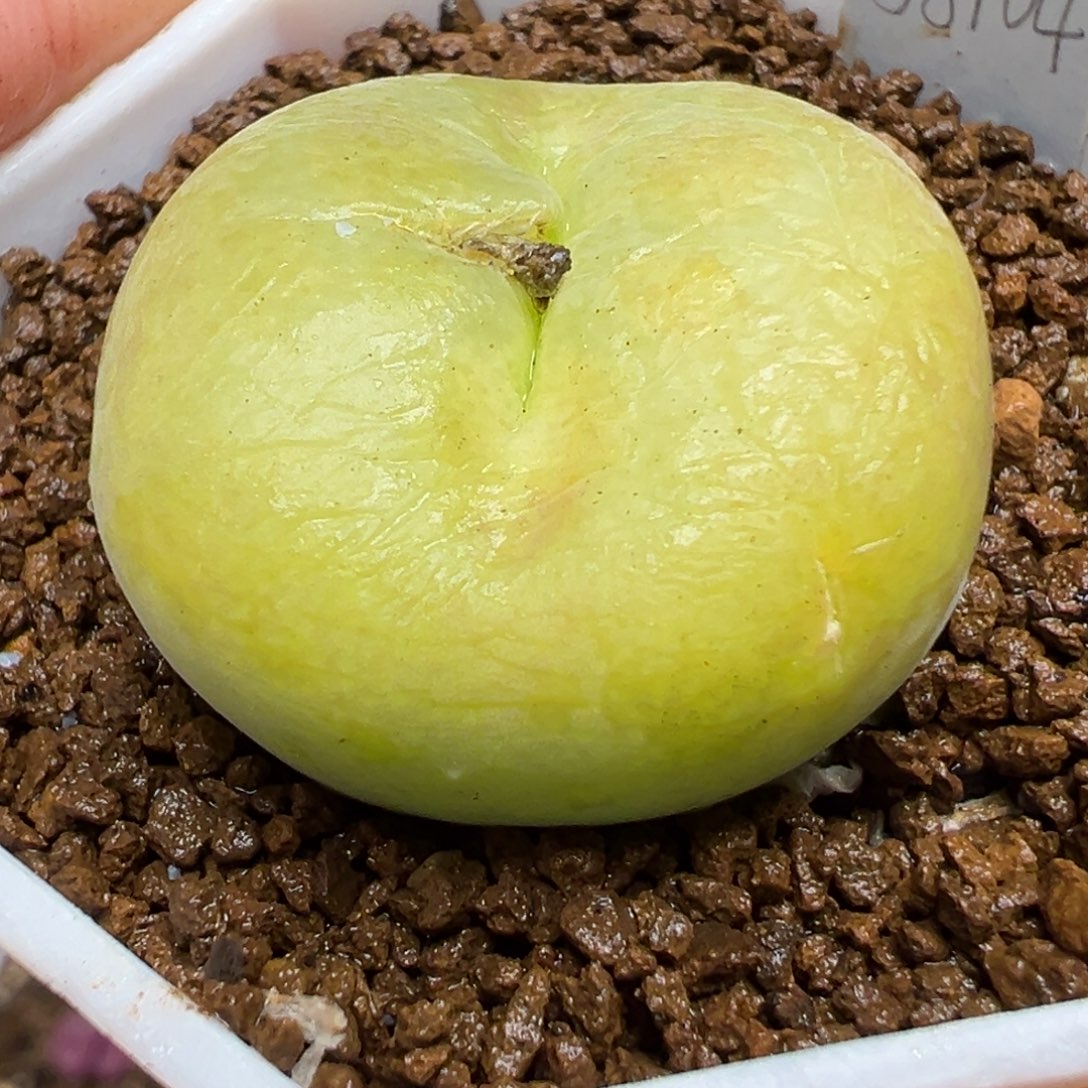 2.8厘米翠光多肉植物百科