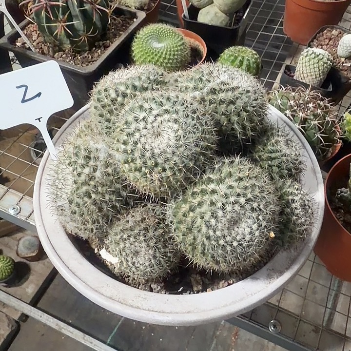 ****成玉翁带喷盆土包邮