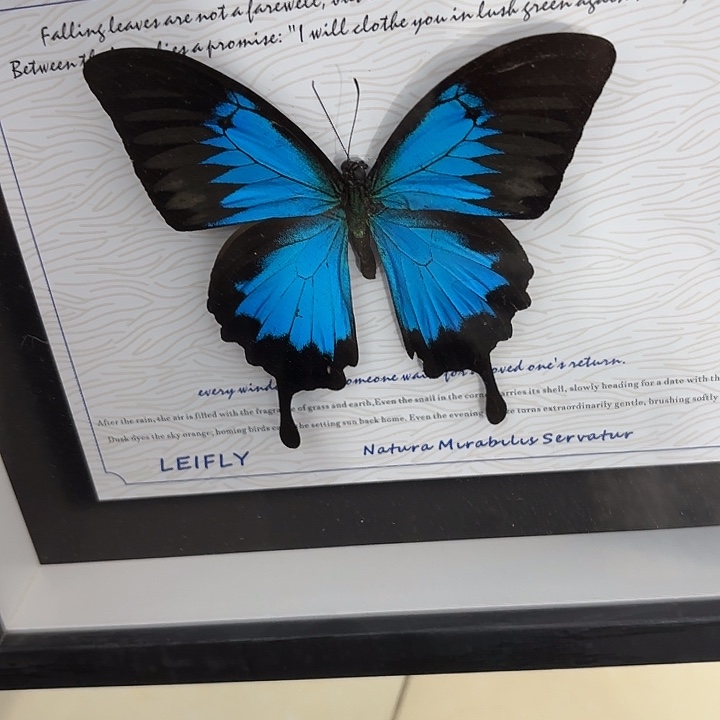 空***碗蝴蝶标本定制111@