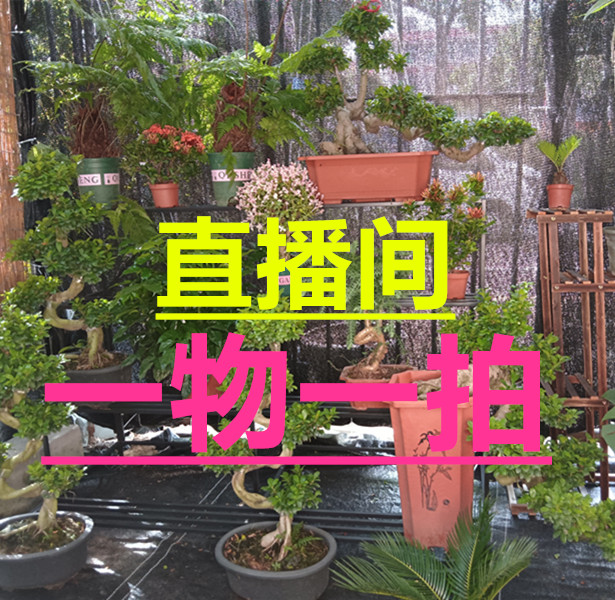 室内外耐旱绿植四季常青澳洲杉盆景基地直发