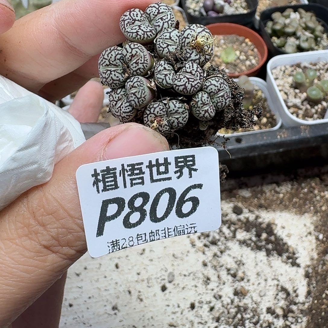 多肉植物的润泽rgh